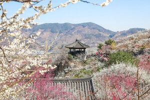 "봄이 피었다"…매화·산수유·벚꽃 봄꽃 축제 잇따라